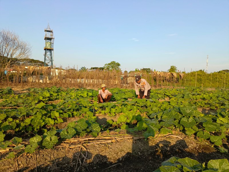 Polsek Tanah Merah Perkuat Ketahanan Pangan Lewat Pendampingan Petani Labu
