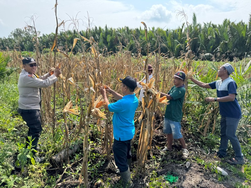 Polsek Tanah Merah Panen Jagung 500 Kg, Wujud Nyata Program Asta Cita