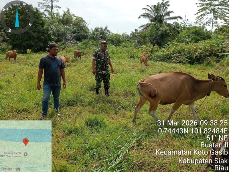 Babinsa Pelda Syafri Laksanakan Surveilans PMK, Ternak Sapi di Buatan 2 Dipastikan Aman