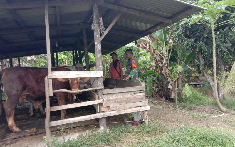 Babinsa Sertu Jainal Arifin Paparkan Gejala PMK