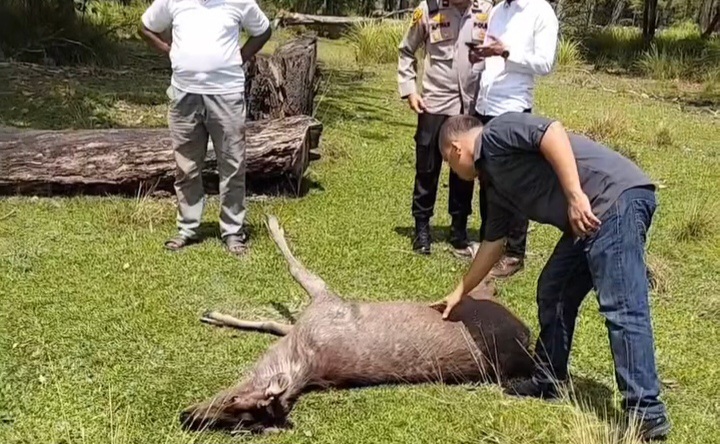 Rusa Penangkaran di Siak Dicuri dan Dimutilasi, Satu Ekor Lainnya Mati Dengan Kaki Patah