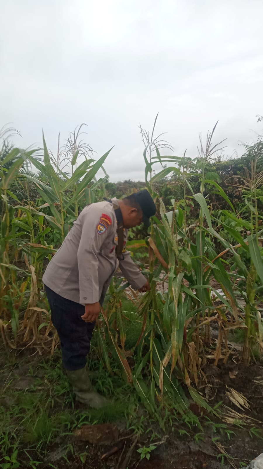 Polsek Minas Pantau Perkembangan Jagung Pipil Usia 94 Hari, Dukung Program Ketahanan Pangan Nasional