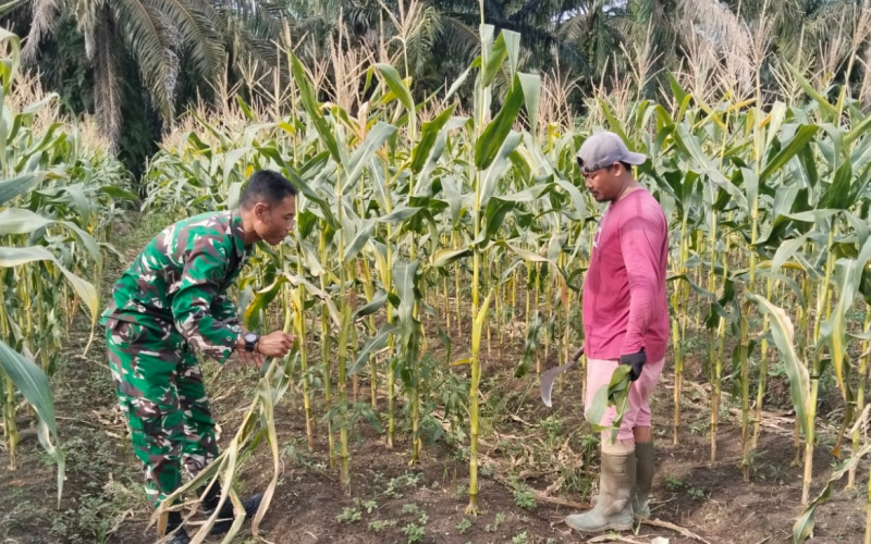 Babinsa Sungai Sembilan Bantu Pengelolaan Jagung Pipil Milik Warga