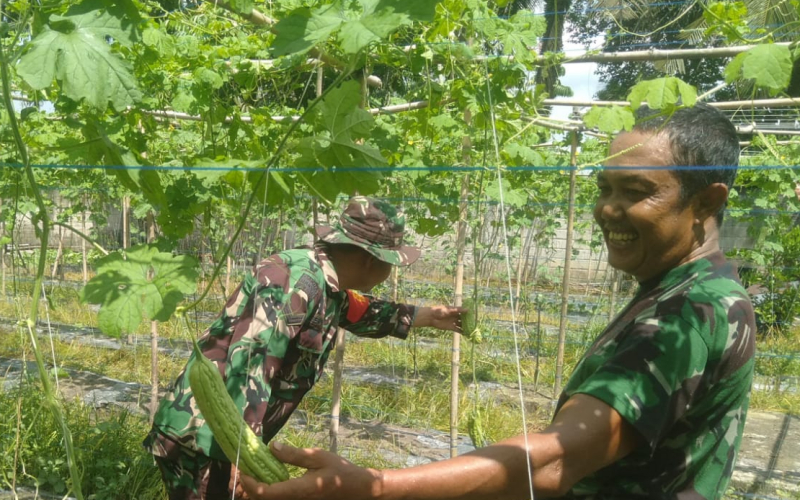 Dukung Swasembada Pangan, Babinsa Koramil 02/Bukit Kapur Dampingi Budidaya Tanaman Pare