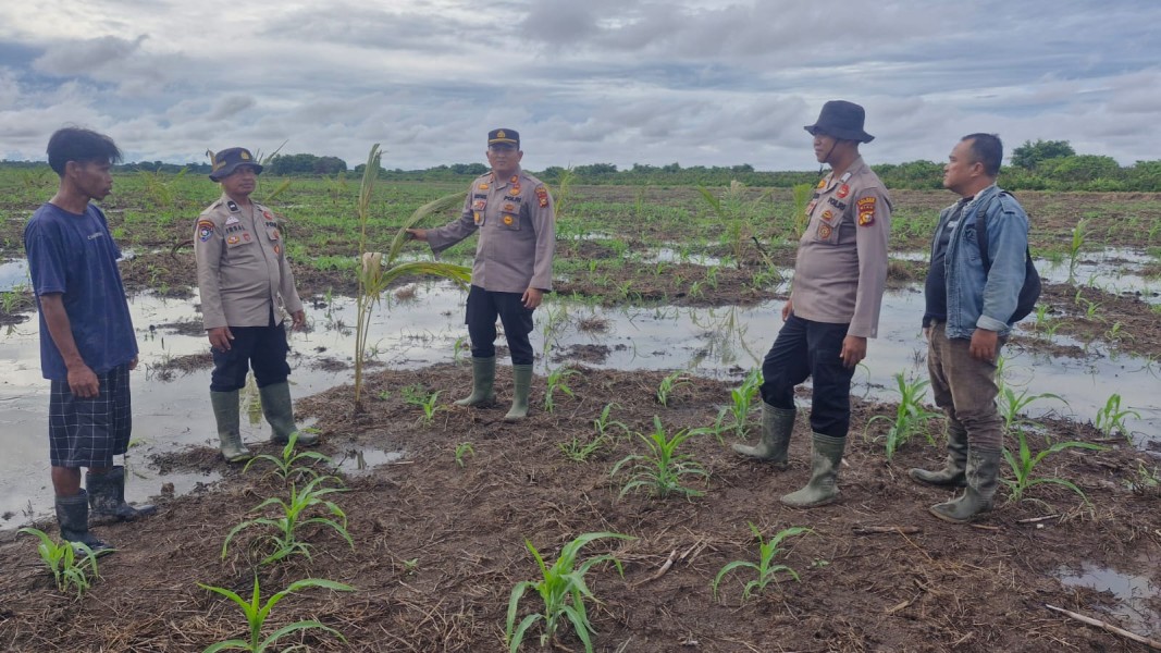 Polsek Kuala Kampar Kawal 15 Ha Jagung Pipil di Sungai Solok dalam rangka Swasembada  Pangan
