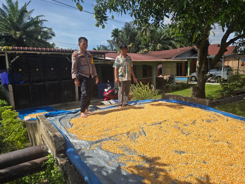 Penjemuran Hasil Panen Jagung Pipil di Minas Barat, Polisi Dukung Ketahanan Pangan Masyarakat