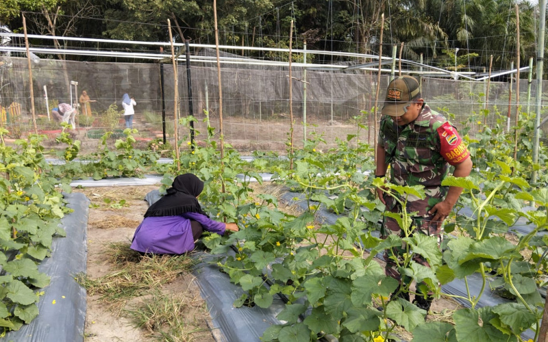 Koramil 02 Dampingi Petani, Beri Dukungan Terhadap Swasembada Pangan