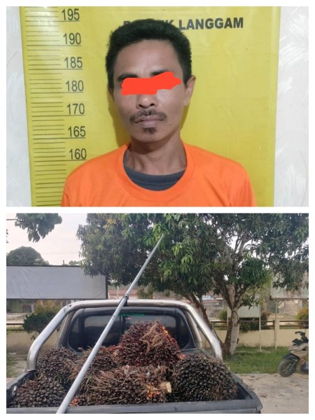 Aksi Ninja Sawit Terbongkar di Langgam, Polsek Amankan Pelaku di Kebun CV Segati Jaya