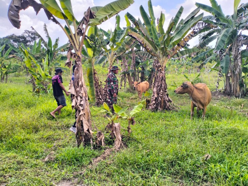 Babinsa Serma Risman Girsang Sosialisasi dan Pantau PMK di Sungai Selodang