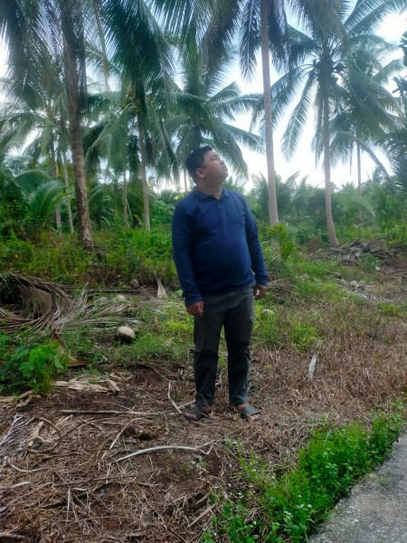 Ketua Persatuan Petani Kelapa Pelalawan Pertanyakan Alokasi Bantuan Bibit Kelapa dari Provinsi Riau