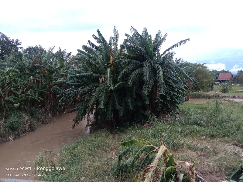 Pendangkalan Sungai Kali Babon Penggaron Kidul Pedurungan Memprihatinkan