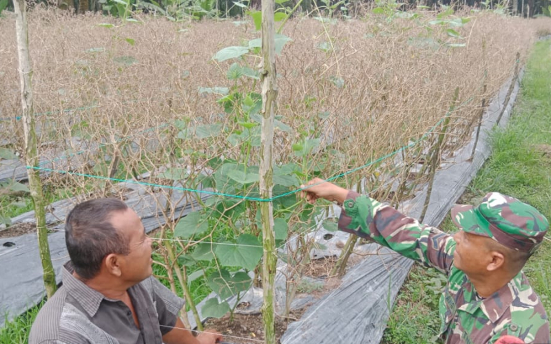 Babinsa dari Sei Geniot Sambangi Petanian