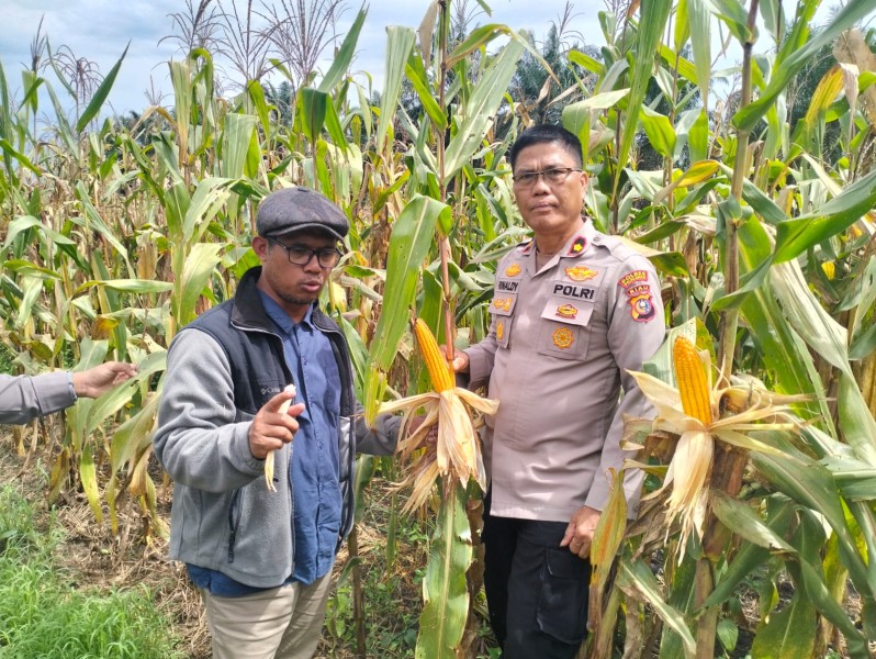 Polsek Pangkalan Kuras Pantau 12 Hektare Jagung, Wujud Nyata Ketahanan Pangan Di Sialang Indah