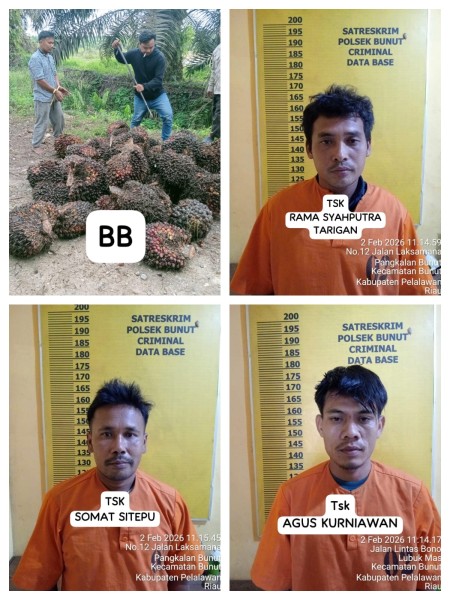 Curat Sawit Digagalkan, Tiga Pelaku Diamankan