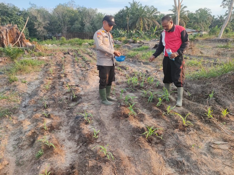 Polsek Ukui Kawal Swasembada Pangan, Bhabinkamtibmas Turun Langsung Pupuk Jagung di Lahan TKD Kampung Baru