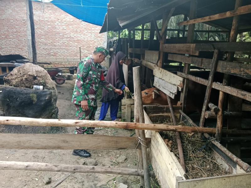 Babinsa Serda Haris Sandya Pratama Laksanakan Pendataan dan Pemantauan PMK di Sungai Mandau