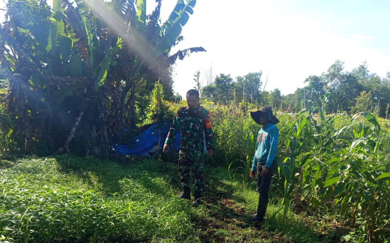 Koramil 01 Dumai Lakukan Patroli dan Pembinaan Pertanian di Bagan Keladi