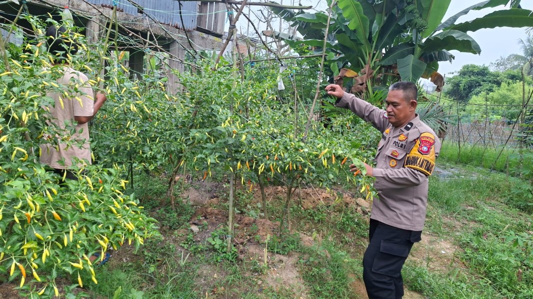 Bhabinkamtibmas Polsek Pasir Penyu Dorong Warga Budidaya Cabai Rawit, Perkuat Ketahanan Pangan Nasional
