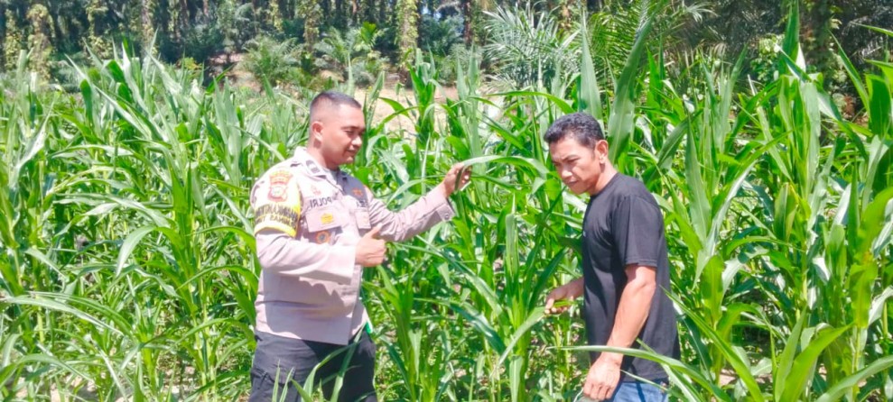 Polsek Minas Lakukan Monitoring Ketahanan Pangan, Tanaman Jagung Tumbuh Cukup Baik Pada Usia 40 Hari