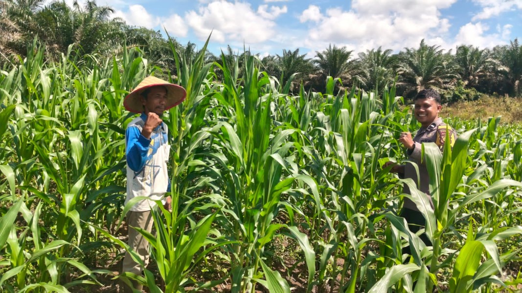 Polsek Bangkinang Barat Terus Dampingi Petani Tingkatkan Perkembangan Tanaman Jagung Desa Siabu