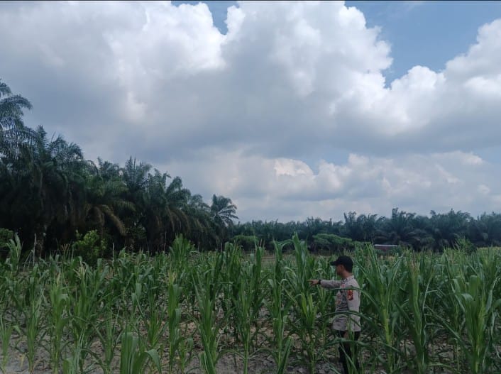 Bhabinkamtibmas Polsek Kerumutan Monitoring Jagung Pipil Warga Desa Banjar Panjang, Dukung Program Asta Cita Ketahanan Pangan