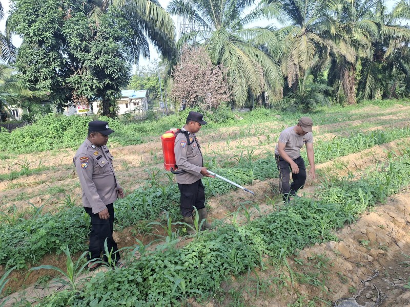Kapolsek Pujud Pimpin Langsung Perawatan Lahan Jagung Program Ketahanan Pangan