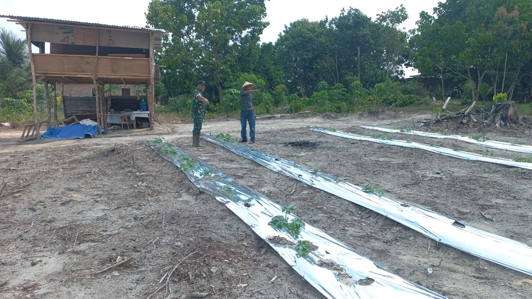 Babinsa Bukit Nenas Turun ke Ladang, Dukung Petani Tingkatkan Produksi Timun