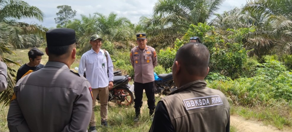 KSDA Riau Selidiki Laporan Kemunculan 3 Harimau di Kampar, Tapi Tak Ditemukan Jejak