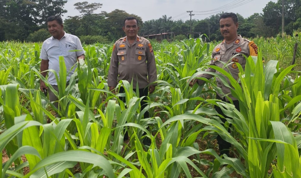 Kapolsek Pasir Penyu Cek Langsung Pertumbuhan Jagung Program Ketahanan Pangan di Lahan PT TPP