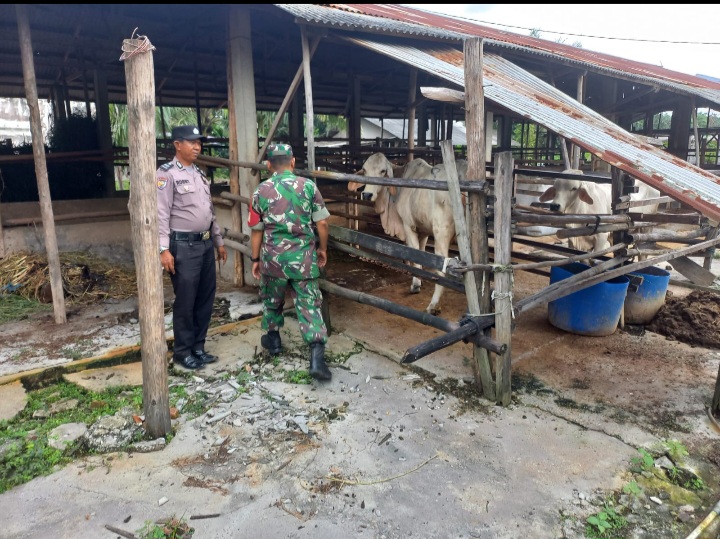Serka Afrisal Pastikan Ternak Sapi di Kampung Maredan Bebas Gejala PMK