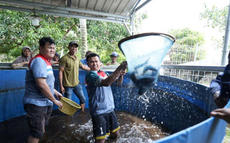 Kelompok Nelayan Binaan CSR Pertamina Patra Niaga Kilang Dumai Konsisten Panen Ikan Nila Salin