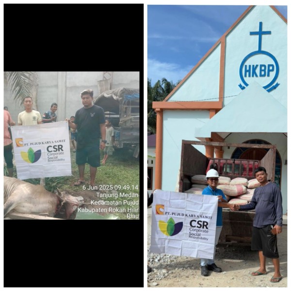 PT.PKS Pujud Serahkan CSR 1 Ekor Sapi Di Masjid Al Khoirot & Bantuan Semen Di Rumdis Gereja