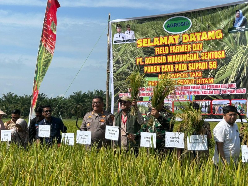 Produktivitas Tinggi Capai 7,2 Ton per Hektare, Panen Raya Padi Supadi 56 di Dumai Dorong Swasembada Pangan