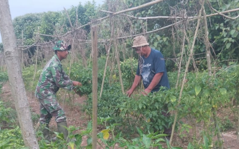 Dukung Ketahanan Pangan, Babinsa Bantu Warga Budidaya Cabai di Tanjung Penyembal