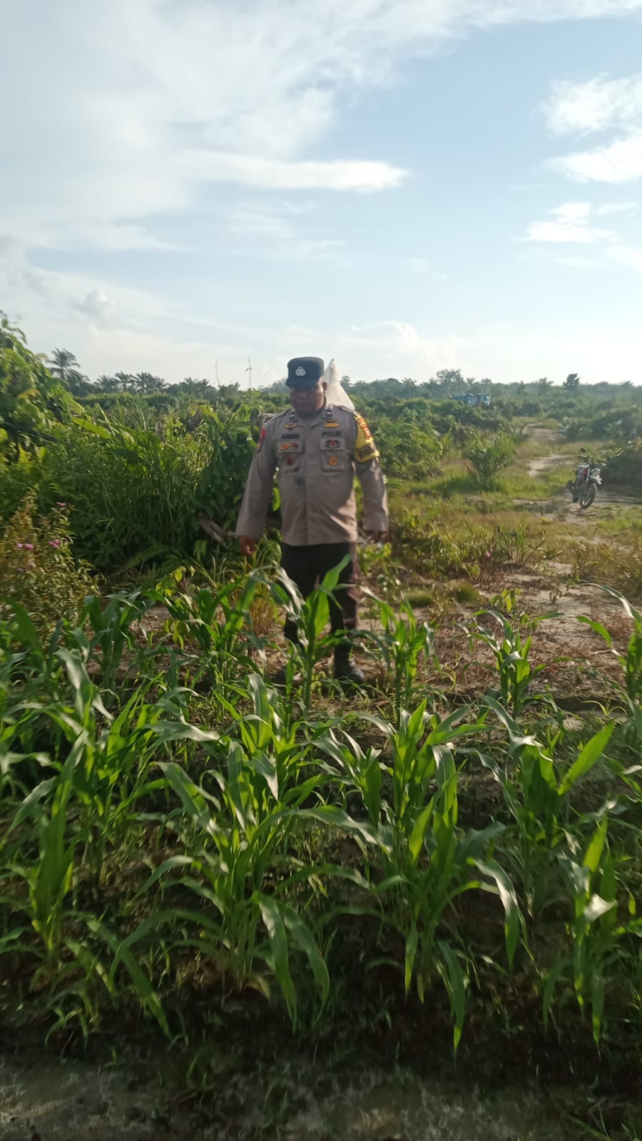 Polsek Minas Pantau Perkembangan Jagung Pipil Usia 30 Hari, Dukung Program Ketahanan Pangan Nasional