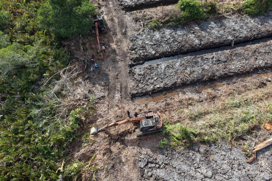 Polda Riau Selidiki Dugaan Perusakan 100 Hektare Hutan Mangrove di Rohil