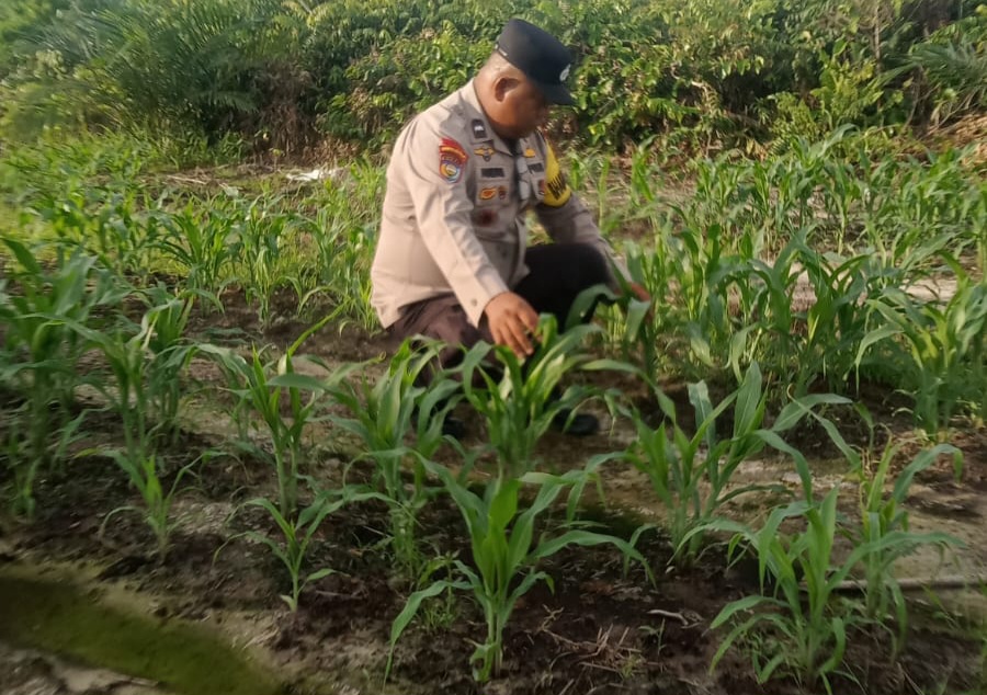 Polsek Minas Pantau Perkembangan Jagung Program Ketahanan Pangan Nasional, Kapolsek: Wujud Komitmen Dukung Swasembada Pangan