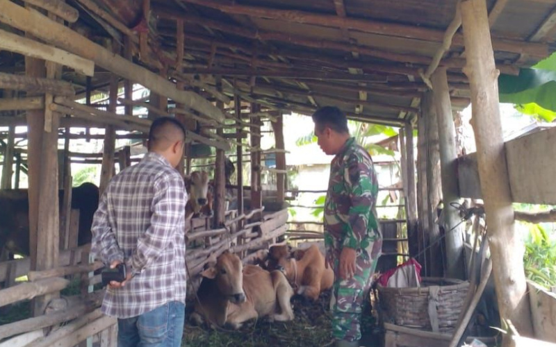 Babinsa Serma Nofrianto Sinurat Sosialisasi Cegah PMK