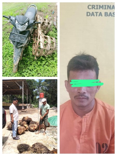 Curi 21 Tandan Sawit PT Serikat Putra., Pria di Bandar Petalangan Diamankan Polsek Bunut