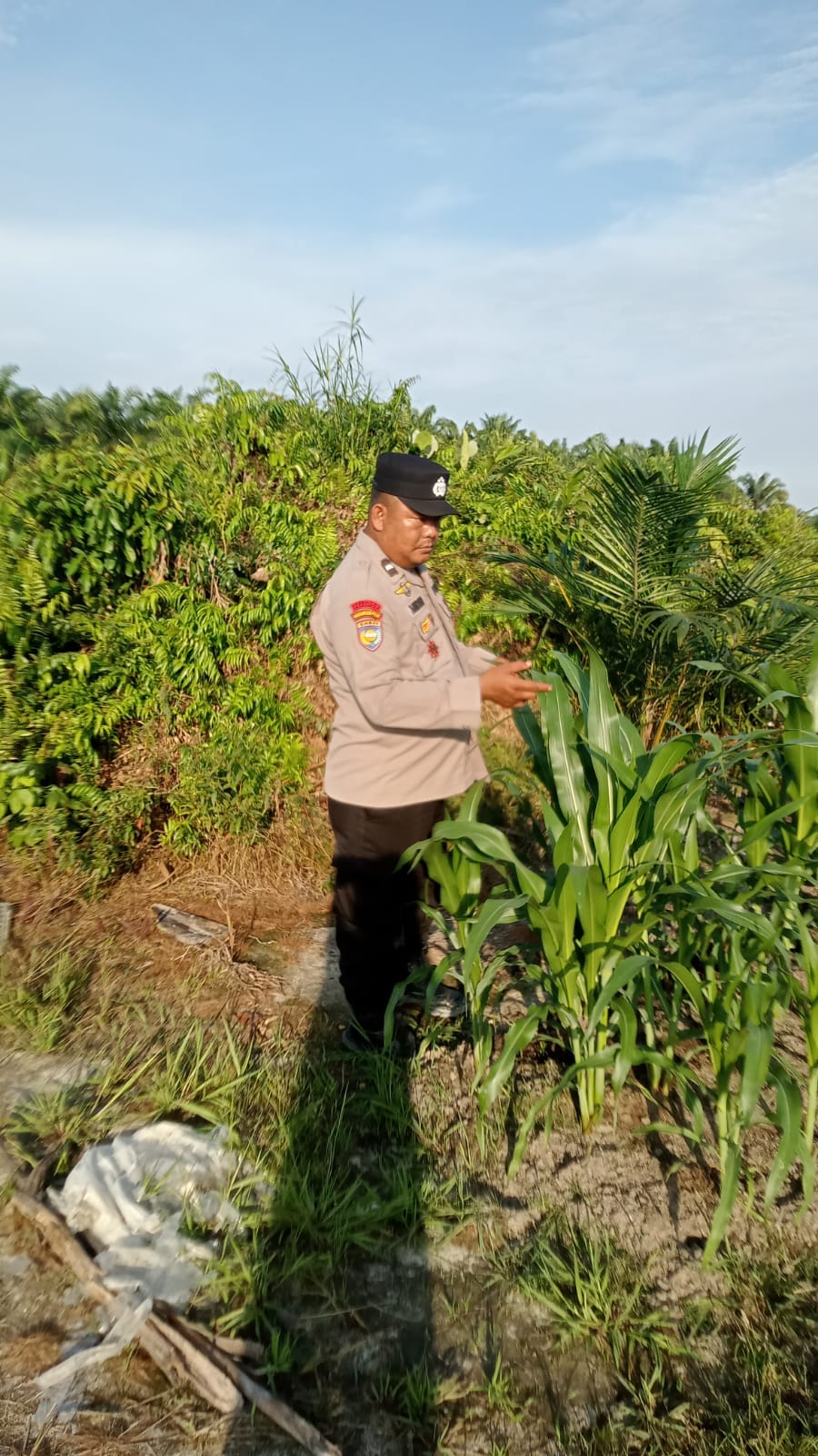 Bhabinkamtibmas Polsek Minas Cek Perkembangan Jagung Pipil Program Ketahanan Pangan di Kampung Mandiangin