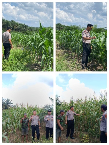 Polsek Pangkalan Kuras Kawal Ketahanan Pangan, Jagung 12 Hektare di Sialang Indah Siap Panen Bertahap