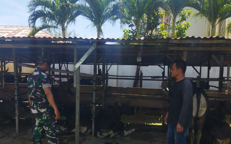 Program Pencegahan PMK Terus Digesa oleh Babinsa Koramil 01 Dumai