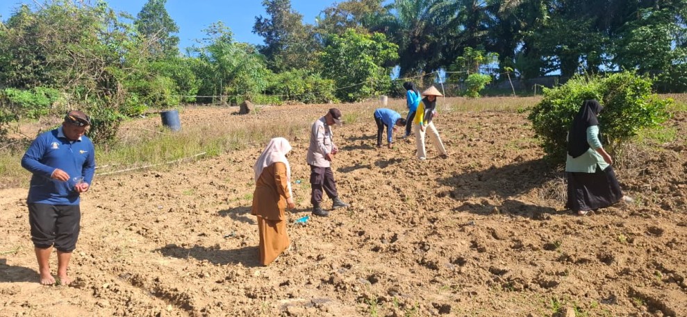 Polsek Pkl. Lesung Tanam Jagung 0,5 Hektare Bareng KWT Mulya Subur, Dukung Ketahanan Pangan dari Desa