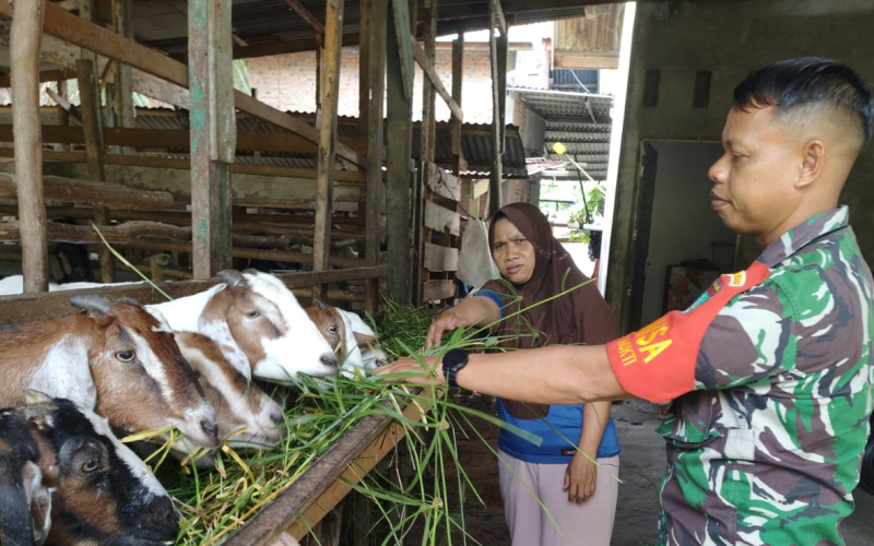 Babinsa Turun ke Lapangan, Pastikan Hewan Ternak Warga Dumai Bebas PMK
