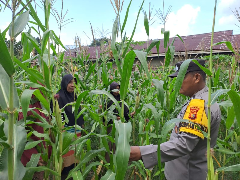 Bhabinkamtibmas Polsek Bangkinang Barat dan Kelompok Wanita Tani Aktifkan Perawatan Jagung Desa Pulau Jambu