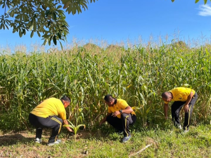 Dukung Program Ketahanan dan Swasembada Pangan Nasional, Polres Rokan Hulu Intensif Pantau Perkembangan Jagung Hibrida