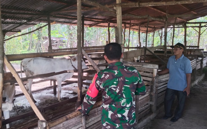 Babinsa Koramil 03 Ajak Peternak Jaga Kebersihan Kandang dan Cegah PMK