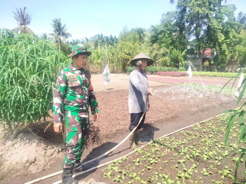 Babinsa Koramil 01/Dumai Gencarkan Patroli Karhutla dan Pendampingan Pertanian di Bagan Keladi