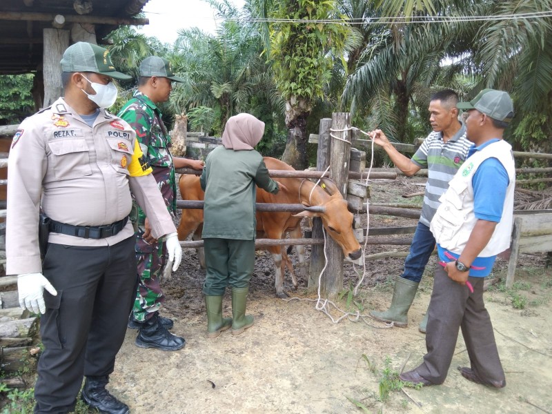 Babinsa Koptu Salomo Sembiring Dampingi Sosialisasi dan Monitoring PMK di Minas Jaya
