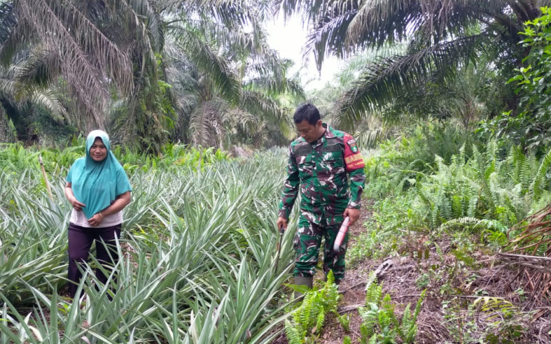 Babinsa Koramil 03 Bantu Petani Nanas Sekaligus Edukasi Pencegahan Karhutla
